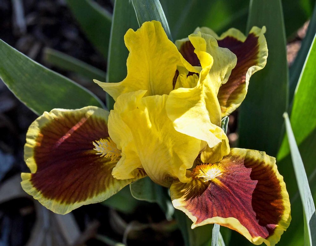 Iris pumila Bronze